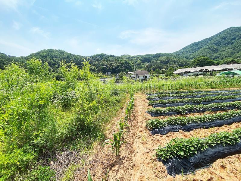 양평군 양서면 청계리 청계산 자락의 공기좋은 토지_5